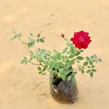 KASHMIRI ROSE